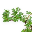 Potentilla Fruticosa - 23 cm