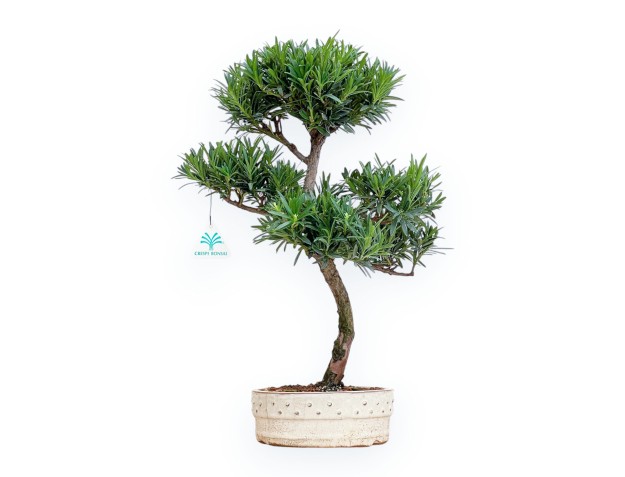 Podocarpus Macrophylla - Podocarpo - 47 cm