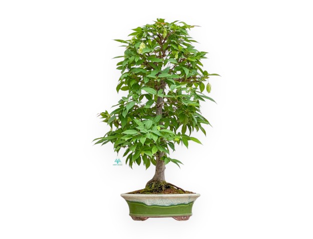 Carpinus - Carpe - 81 cm