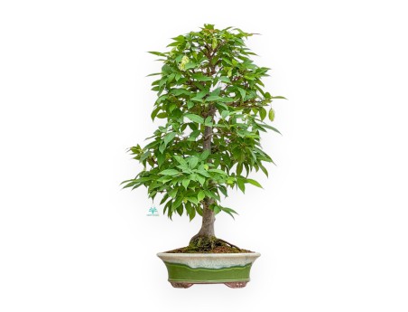 Carpinus - Charme - 81 cm