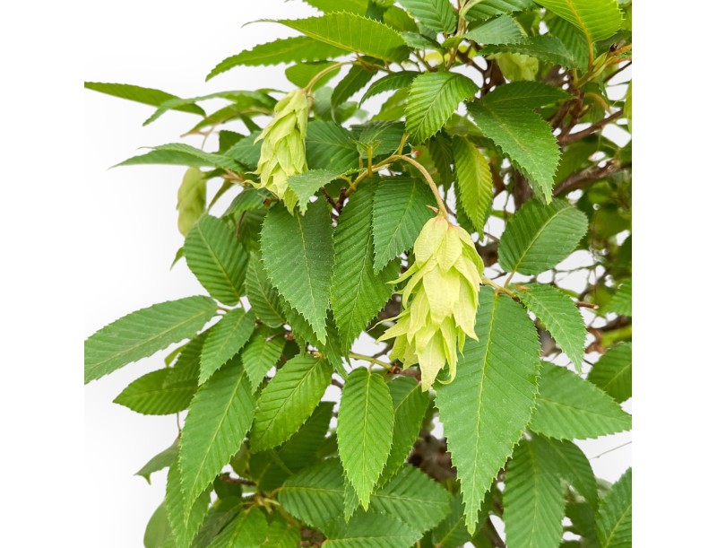 Carpinus - Hornbeam - 81 cm