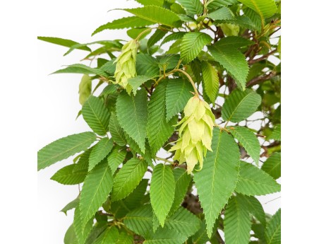 Carpinus - Charme - 81 cm