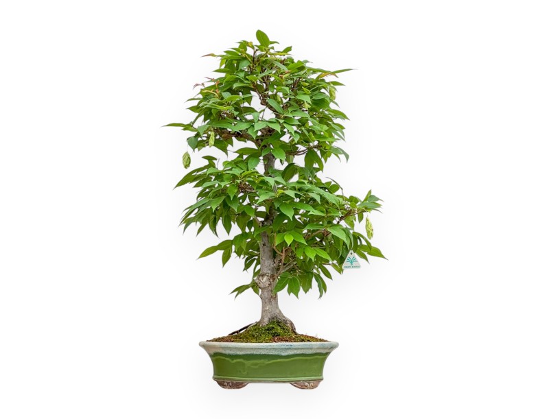 Carpinus - Carpino - 81 cm