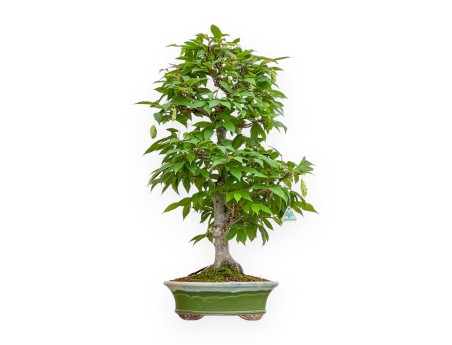 Carpinus - Hornbeam - 81 cm