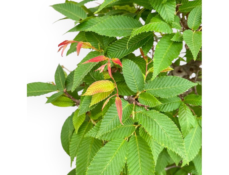 Carpinus - Hainbuche - 81 cm