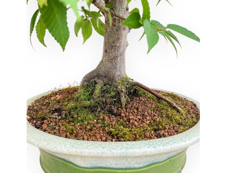 Carpinus - Hornbeam - 81 cm