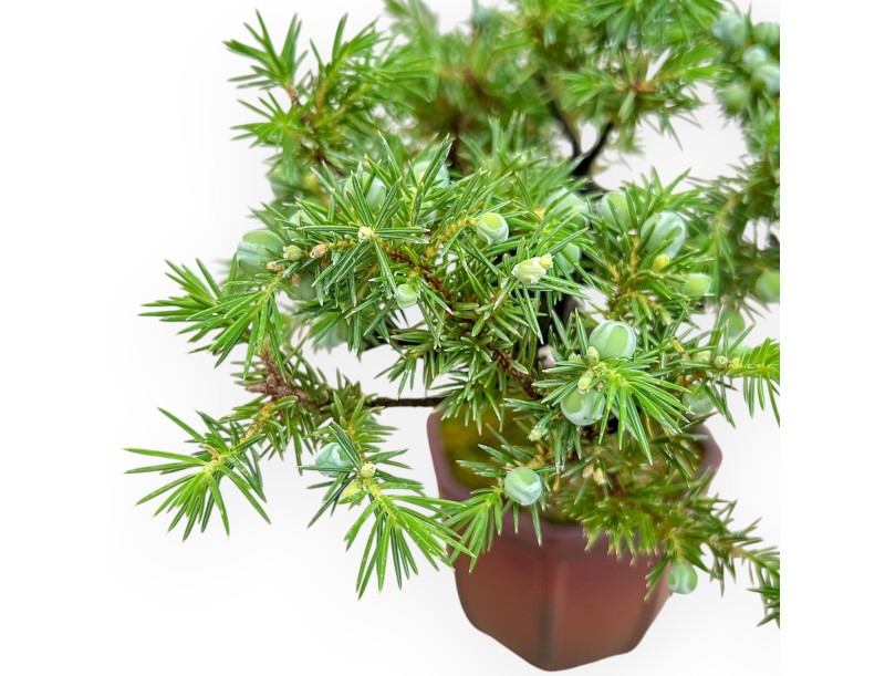 Juniperus Rigida - Genévrier - 29 cm