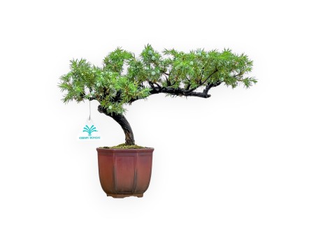 Juniperus Rigida - Enebro - 29 cm
