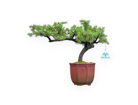Juniperus Rigida - Ginepro - 29 cm