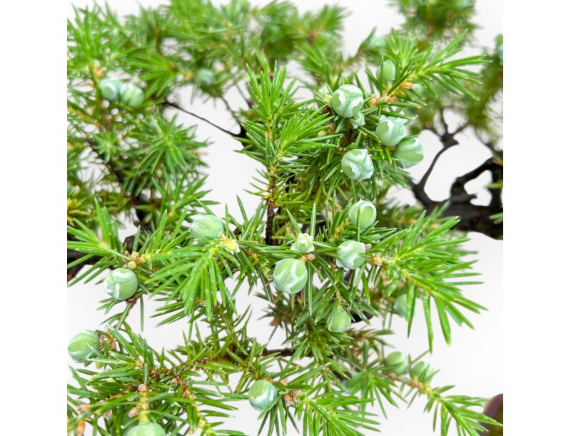 Juniperus Rigida - Wacholder - 29 cm