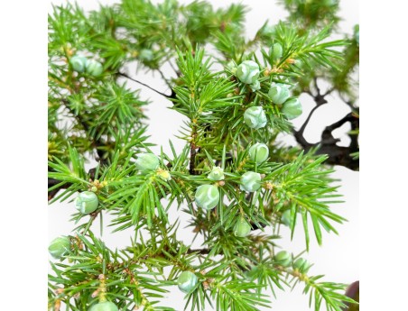 Juniperus Rigida - Enebro - 29 cm