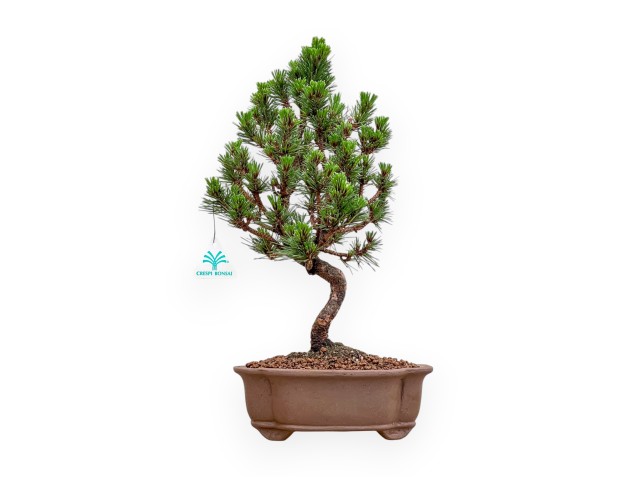 Pinus Thunbergii - Zwart Den - 44 cm