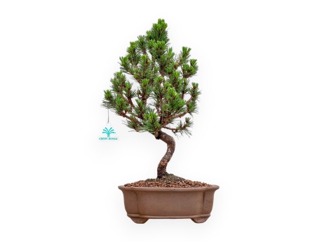 Pinus Thunbergii - Pino Negro - 44 cm