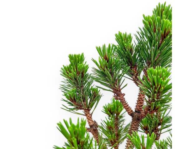 Pinus Thunbergii - Black Pine - 44 cm 2
