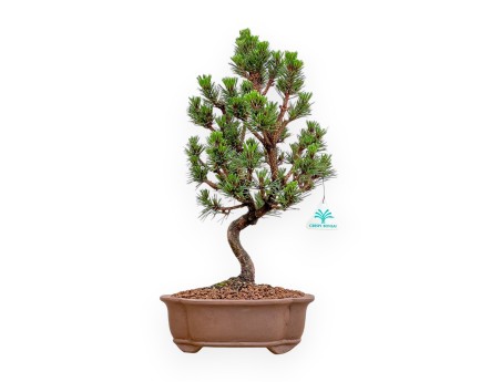 Pinus Thunbergii Senjomaru - Pino Nero - 44 cm