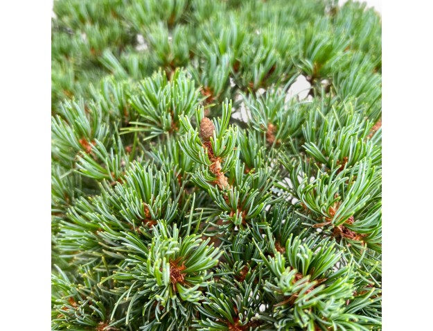 Pinus Pentaphylla - Den - 54 cm 2