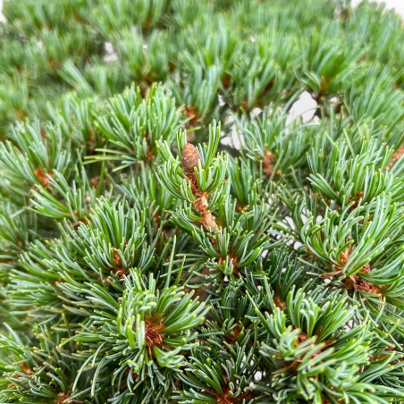 Pinus Pentaphylla - Pino - 54 cm