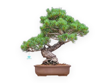 Pinus Pentaphylla - Pino - 54 cm