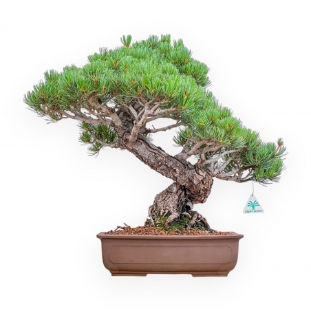 Pinus Pentaphylla - Pine five needles - 54 cm