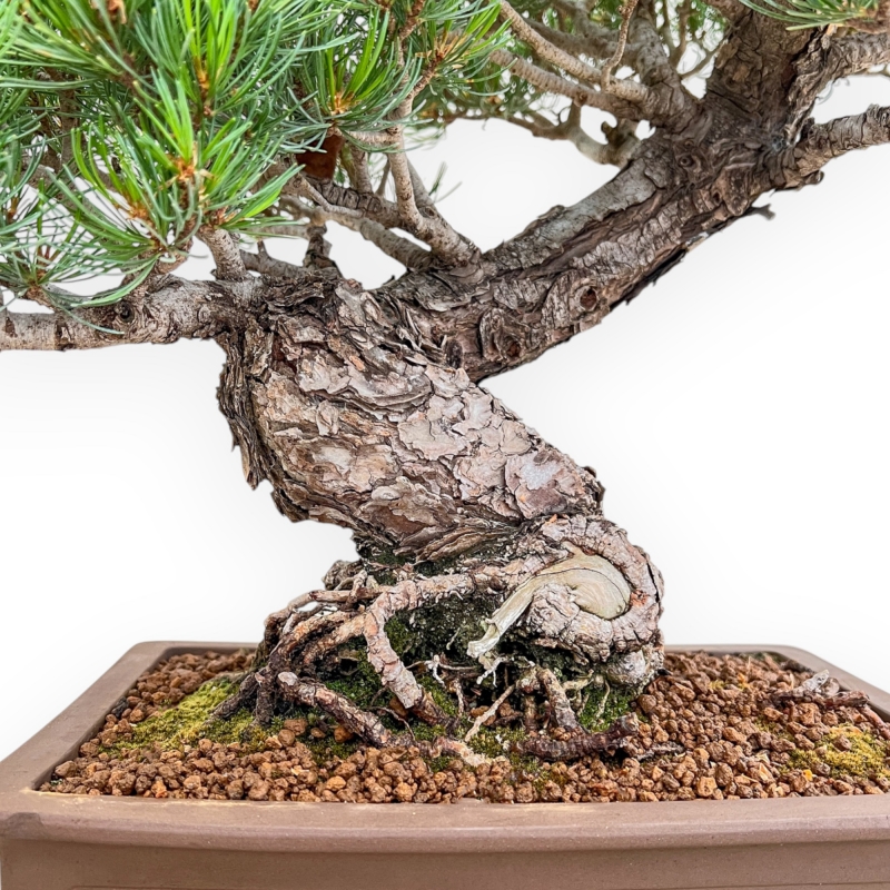 Pinus Pentaphylla - Kiefern - 54 cm