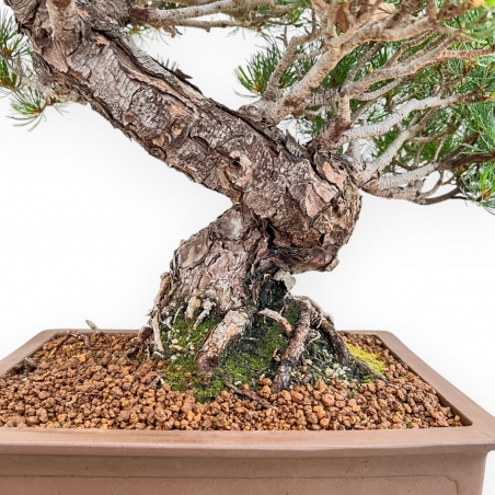 Pinus Pentaphylla - Pino a cinque aghi - 54 cm