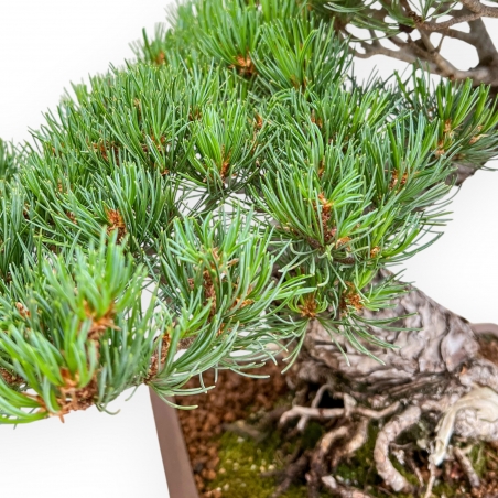 Pinus Pentaphylla - Pine five needles - 54 cm