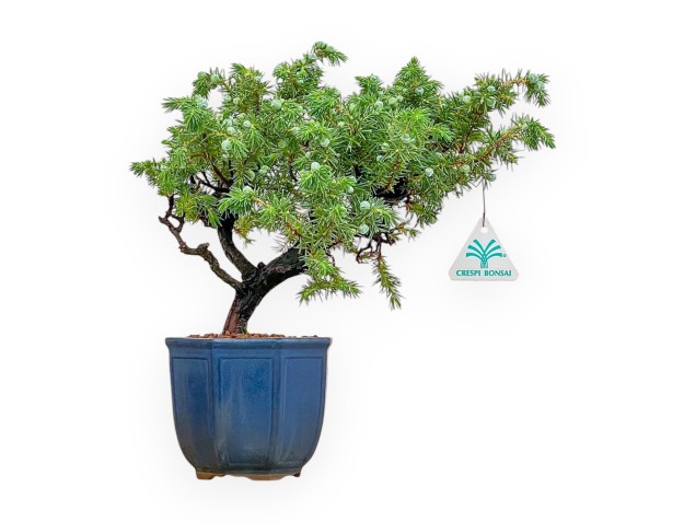 Juniperus Rigida - Juniper - 32 cm