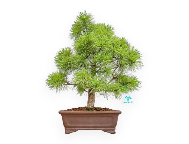 Pinus Pentaphylla van zaad - Den - 44 cm