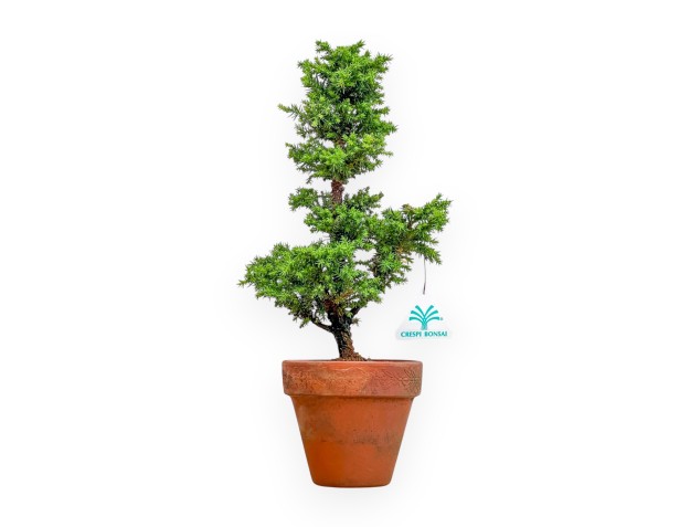 Cryptomeria Japonica - Japanese Cedar - 36 cm
