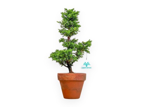 Cryptomeria Japonica - Cedro Giapponese - 36 cm