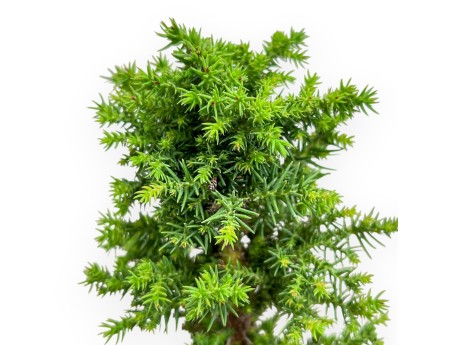 Cryptomeria Japonica - Cedro Giapponese - 36 cm