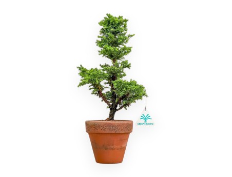 Cryptomeria Japonica - Cedro Giapponese - 36 cm