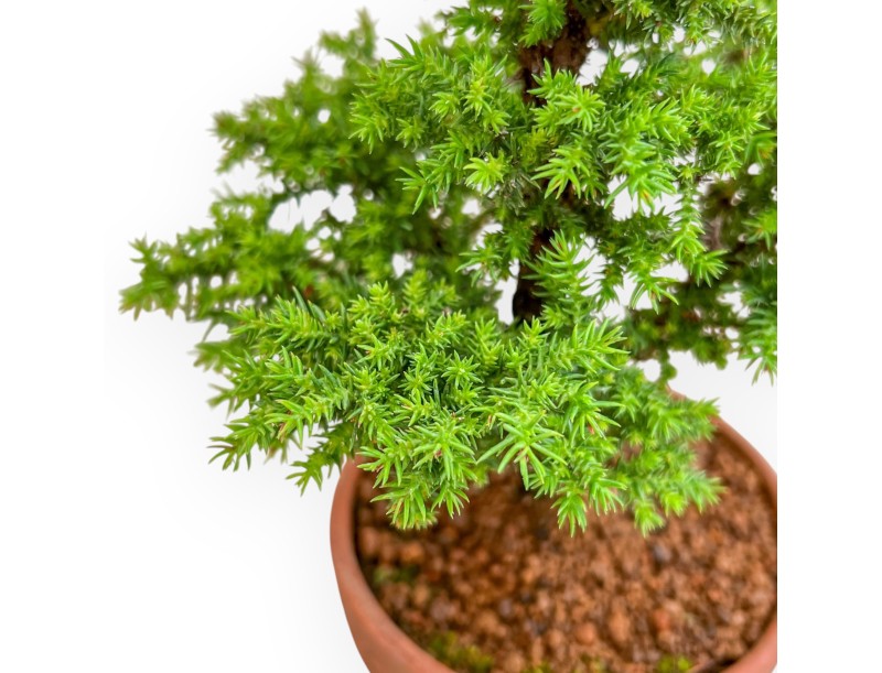 Cryptomeria Japonica - Cedro Giapponese - 36 cm