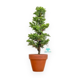 Cryptomeria Japonica - Cedro Giapponese - 40 cm