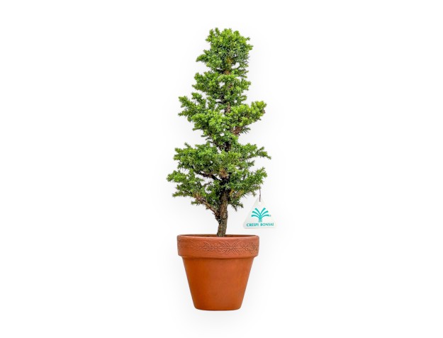 Cryptomeria Japonica - Japanese Cedar - 40 cm