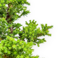 Cryptomeria Japonica - Cedro Giapponese - 40 cm