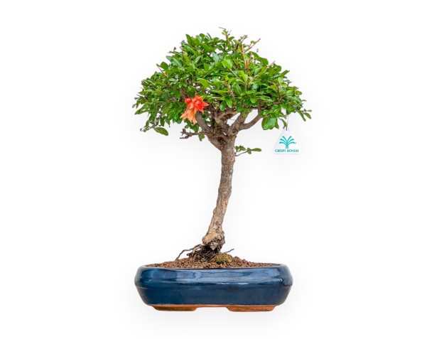 Punica Granatum - Pomegranate - 46 cm