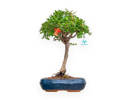 Punica Granatum - Melograno - 46 cm