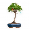 Punica Granatum - Pomegranate - 46 cm