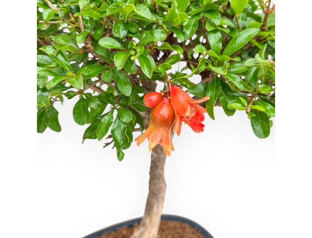 Punica Granatum - Grenade - 46 cm 2