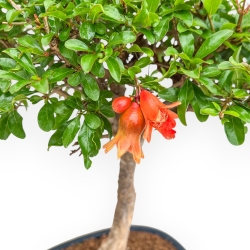 Punica Granatum - Melograno - 46 cm