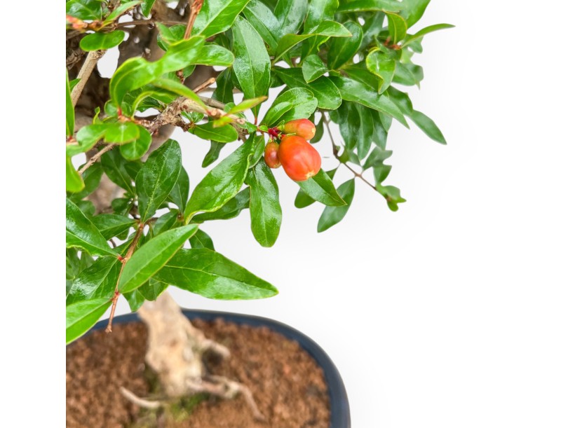 Punica Granatum - Melograno - 46 cm