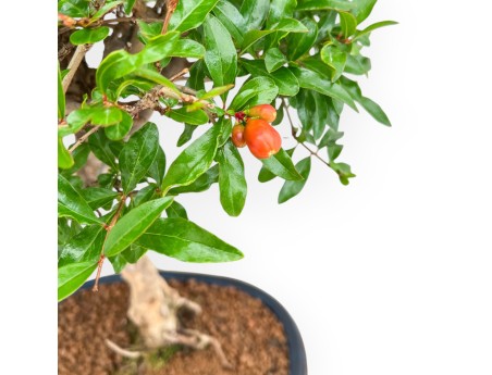 Punica Granatum - Melograno - 46 cm