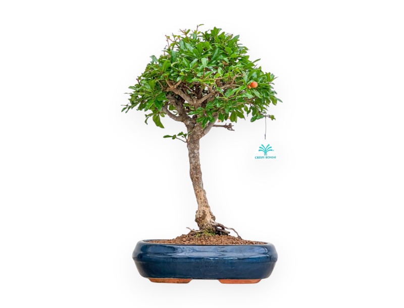 Punica Granatum - Melograno - 46 cm