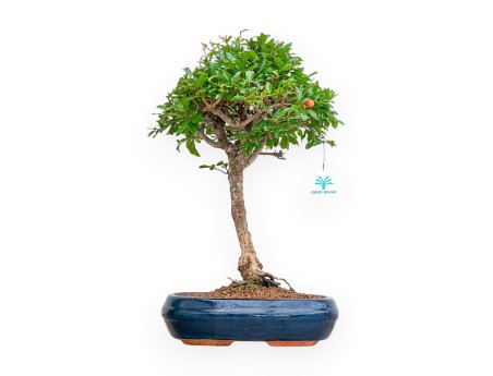 Punica Granatum - Melograno - 46 cm