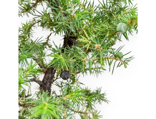 Juniperus Rigida - Wacholder - 50 cm 2