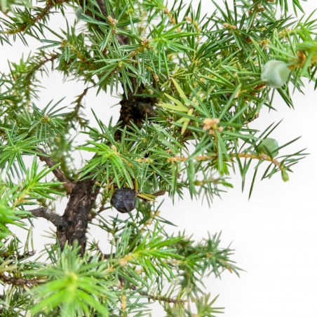 Juniperus Rigida - Juniper - 50 cm