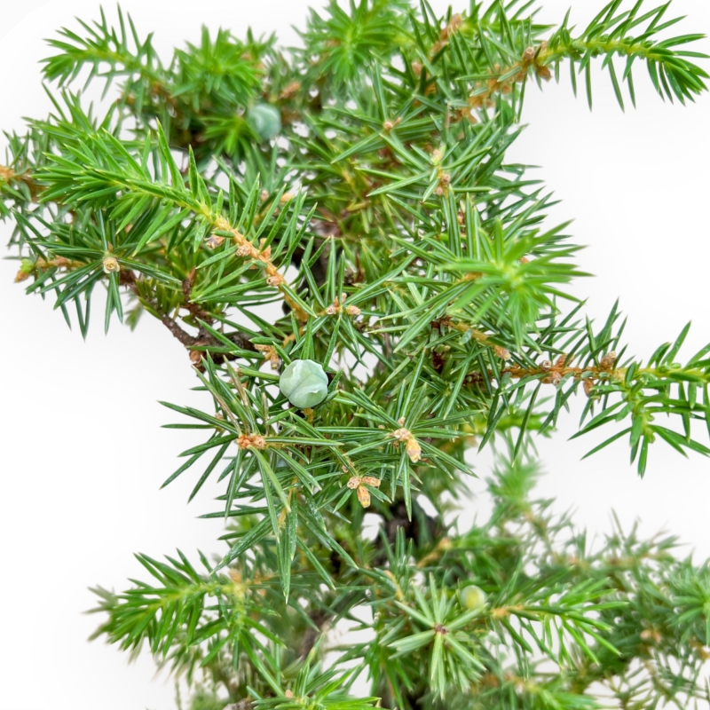 Juniperus Rigida - Juniper - 50 cm