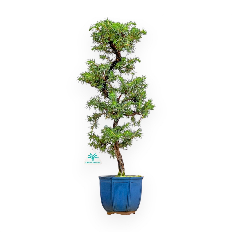 Juniperus Rigida - Juniper - 50 cm