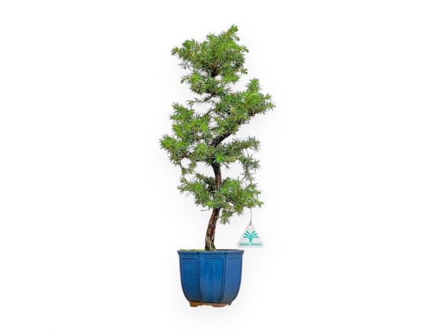 Juniperus Rigida - Juniper - 50 cm